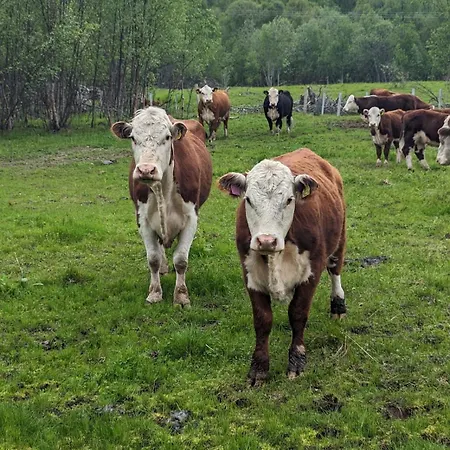 Aurora Nygard Apartman