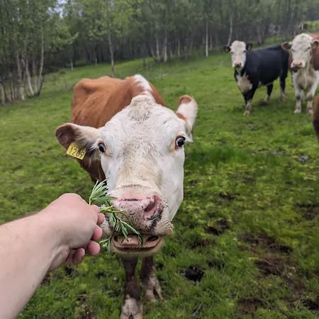 Aurora Nygard Apartman